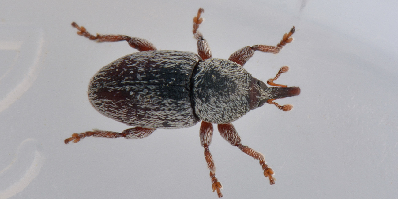 Curculionidae: Tychius stephensi, maschio